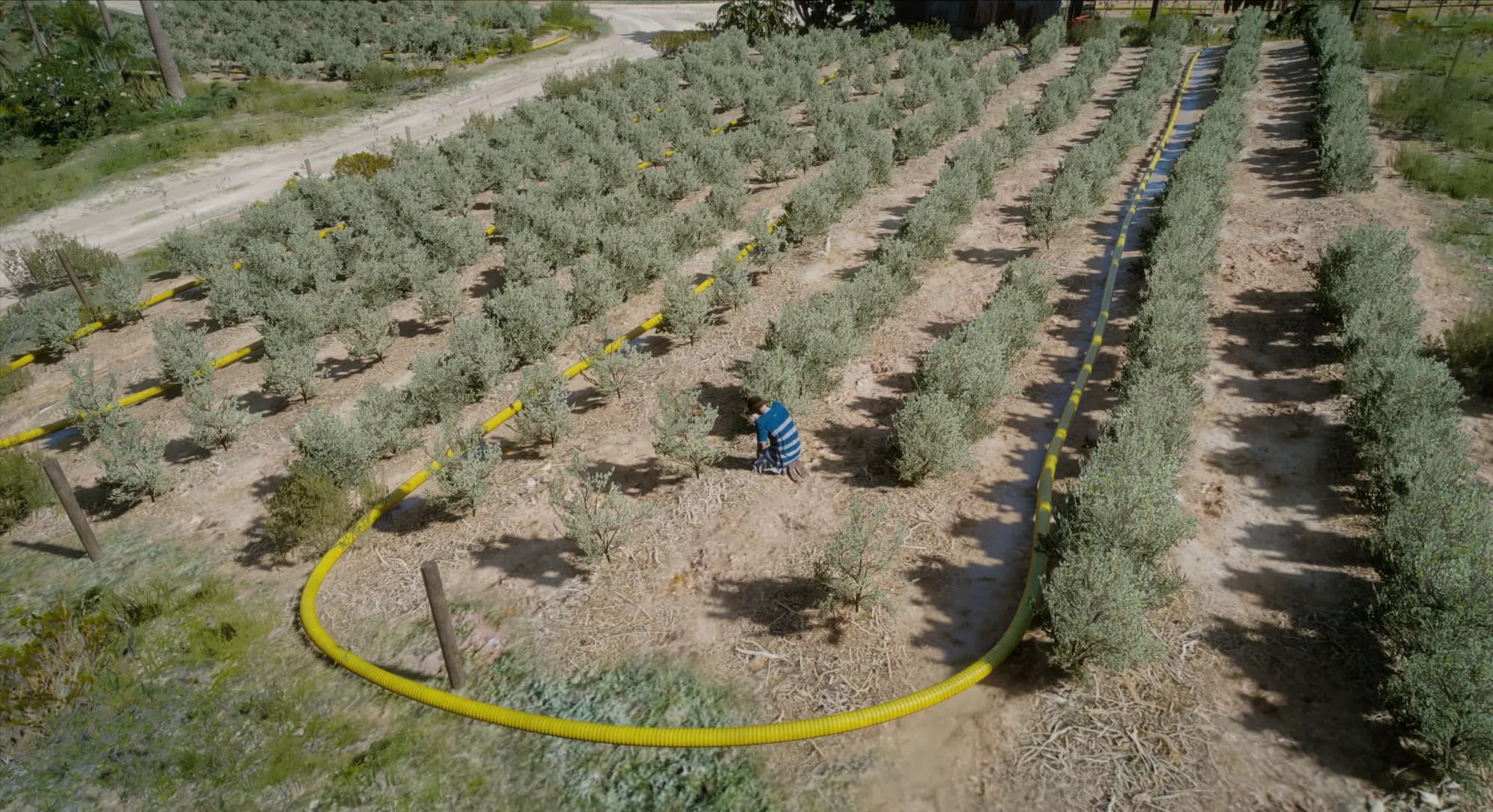 Ein Arbeiter erntet zwischen den Pflanzenreihen einer Plantage